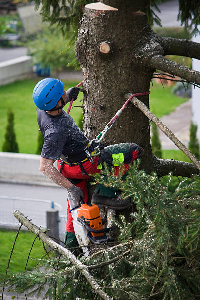 How Our Tree Care Process Works  in  North Bethesda, MD